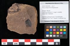 Foto (Objekt + Etikett) von Pinus praepumilio Ettingshausen (NHMW-GEO-2024-0188-0265)